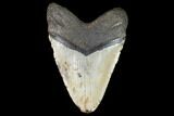 Giant, Fossil Megalodon Tooth - North Carolina #124555-2